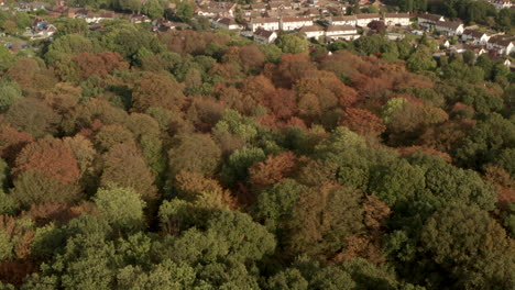 Toma-Aérea-Panorámica-Desde-Un-Denso-Bosque-Inglés-Hacia-Un-Pequeño-Pueblo