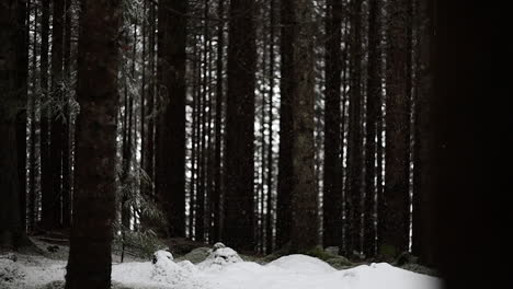 Nevando-En-El-Bosque-En-Cámara-Lenta