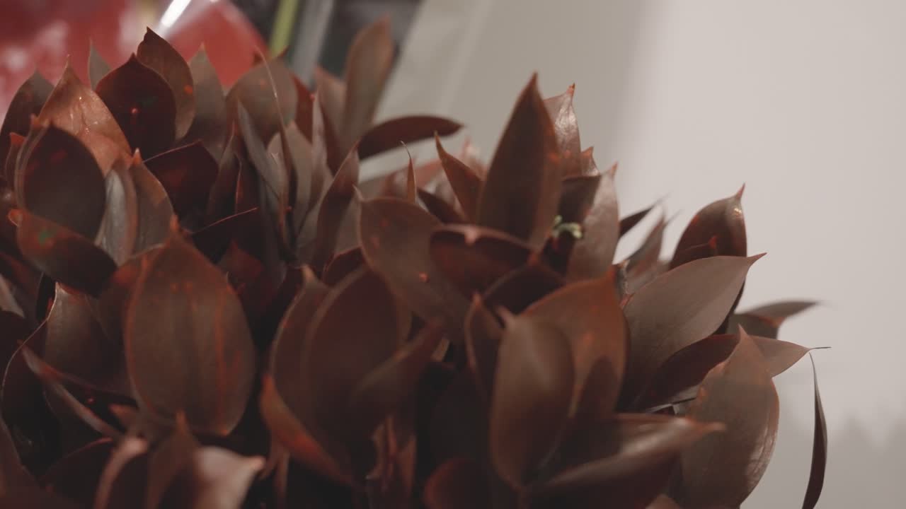 girando alrededor de la vegetación de pitt rojo sentado en una mesa de floristería