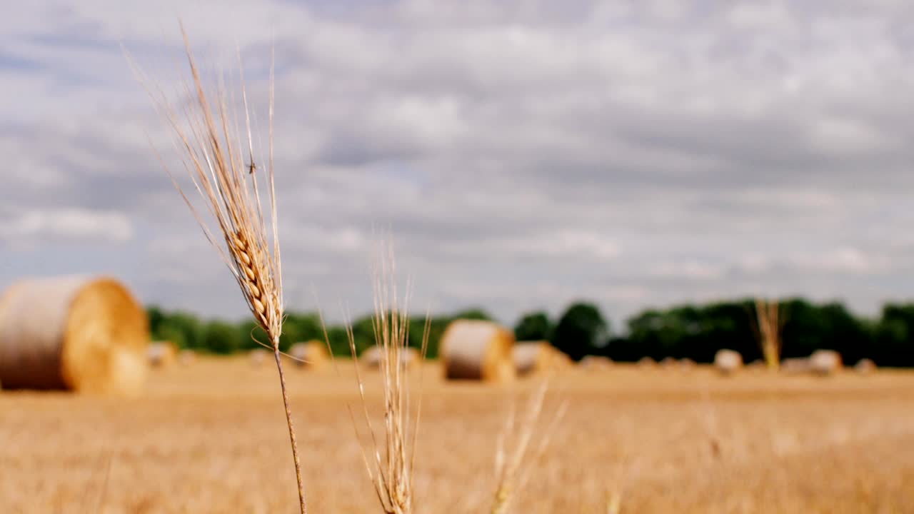 los vapores de paja en primer plano. las balas de heno en un prado. las ballas de heno rodadas y listas para ser empacadas en un campo de agricultores en verano