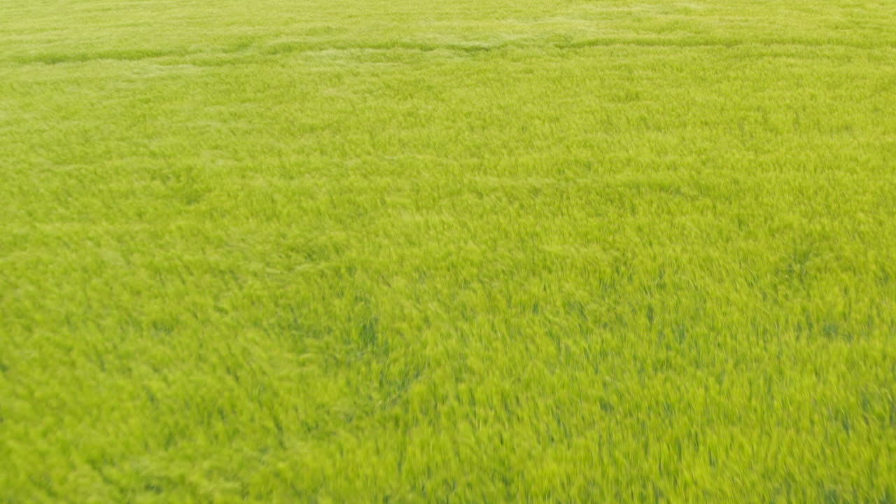 바람에 불어오는 초록색 밀 풀 위에서 낮은 공중  ⁇