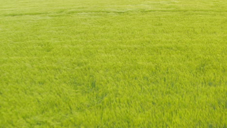 low aerial shot over green wheat grasses blowing in the wind