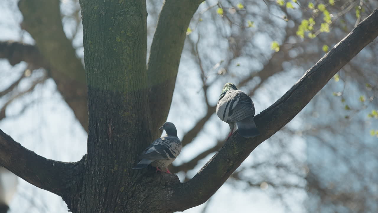 Feral Pigeons Perched On A Tree During Sunny Day In Hamilton, Canada. Close-up Shot