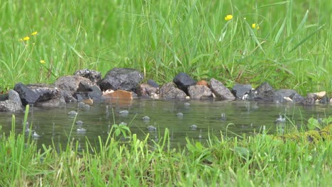 drops and splashes of rain on the surface of the water in the pond.