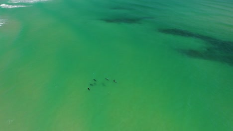 Gruppe-Von-Robben,-Die-Am-Strand-Von-Nauset-Schwimmen