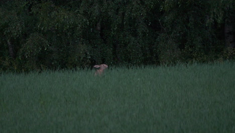 Brauner-Feldhase,-Der-In-Der-Abenddämmerung-Gras-Auf-Einem-Feld-Frisst