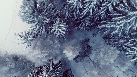 snow and frost cover the trees in a frozen forest at winter - straight down aerial view