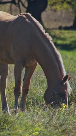 un hermoso caballo está comiendo hierba.