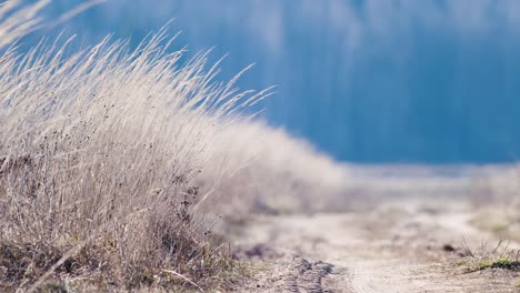 countryside road with long dry grass on sides in wind