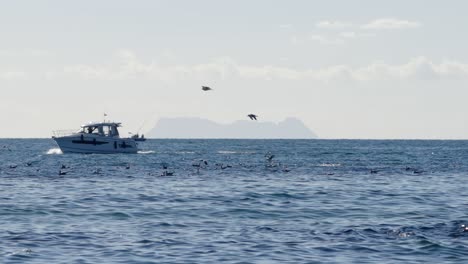 mediterranean sea, birds, small boats and gibraltar on the background