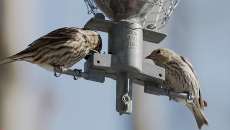 Ein-Paar-Kiefernzeisige-Fressen-Samen-Aus-Einem-Vogelhäuschen,-Das-Am-Baum-Hängt