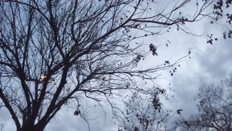 Kahle-Zweige-Des-Baumes-Mit-Bewölktem-Blauem-Himmel-Vor-Dem-Sturm,-Sich-Drehende-Pfanne-Im-Niedrigen-Winkel