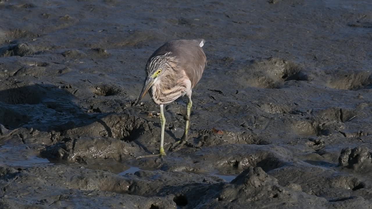 una de las garzas de estanque encontradas en tailandia que muestran diferentes plumajes según la temporada