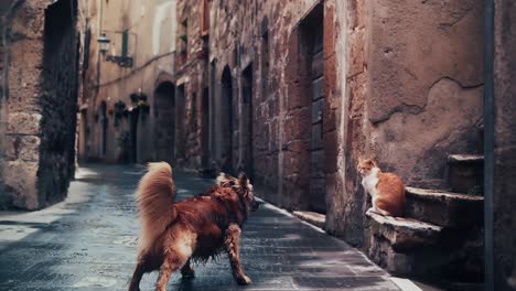 cinemagraph of dog and cat in ancient etruscan town pitigliano, tuscany, with only cat moving. italy