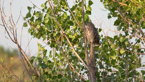 gran búho cornudo posado en la rama de un árbol en un estado de ánimo somnoliento