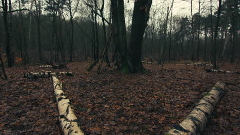 Zwei-Umgestürzte-Baumstämme-Auf-Dem-Waldboden