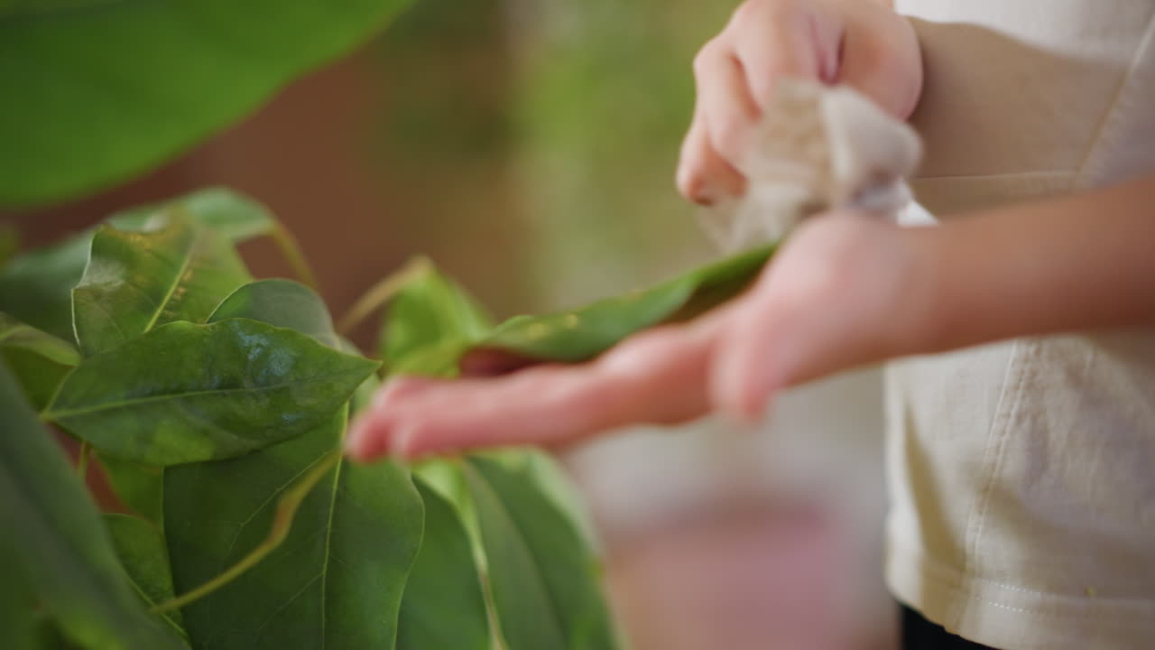 Child cleaning green houseplant leaves indoors, gently wiping foliage with hand, focusing on plant care and maintenance, nurturing healthy greenery, mindfulness, connection with nature