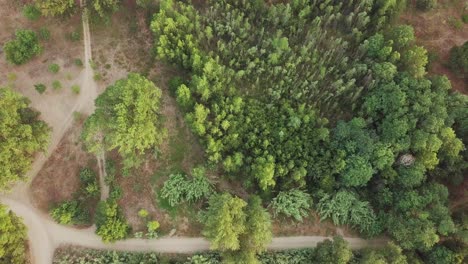 Toma-Aérea-De-Arriba-Hacia-Abajo-De-Un-Bosque-Verde-Con-Muchos-árboles-Y-Caminos