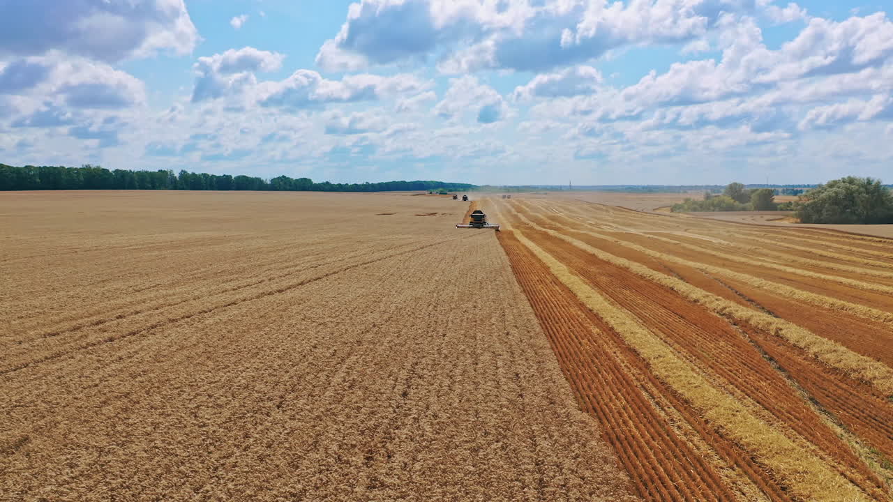 Golden field under blue sky in harvesting season. Combine harvester cutting blades on a wheat field. Harvesting crop.