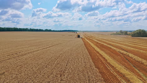 golden field under blue sky in harvesting season. combine harvester cutting blades on a wheat field. harvesting crop.