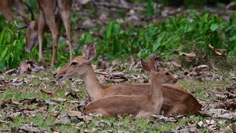 El-Ciervo-Del-Campo-Es-Una-Especie-En-Peligro-De-Extinción-Debido-A-La-Pérdida-De-Hábitat-Y-La-Caza