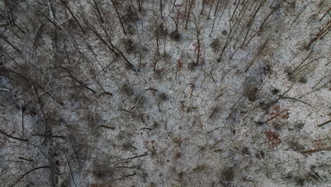 árboles de invierno desnudos desde una vista aérea en el monte sequoia, arkansas