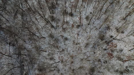 bare winter trees from aerial view on mount sequoyah, arkansas