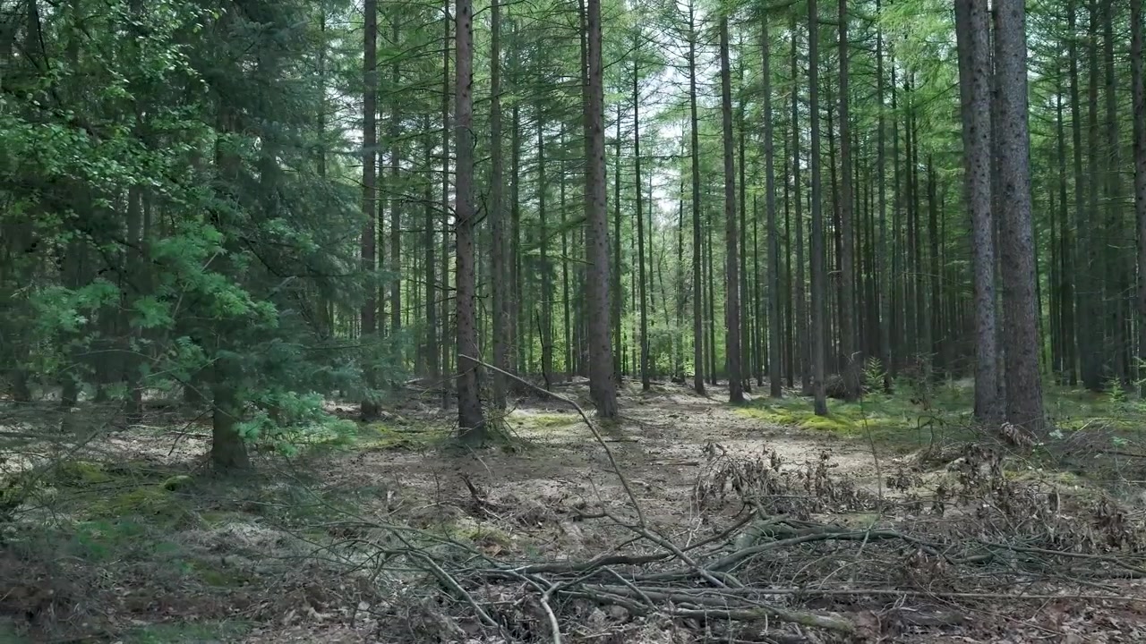 Langsom panorering gennem en tæt nåleskov