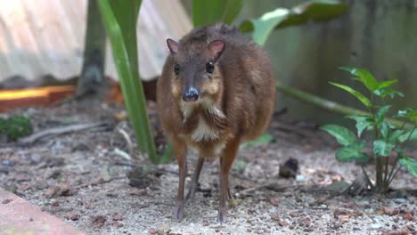 Curious-pregnant-mother-lesser-mouse-deer,-tragulus-kanchil,-looking-into-the-camera-and-walking-towards-it-at-Langkawi-wildlife-park,-Malaysia,-handheld-zoom-out-shot