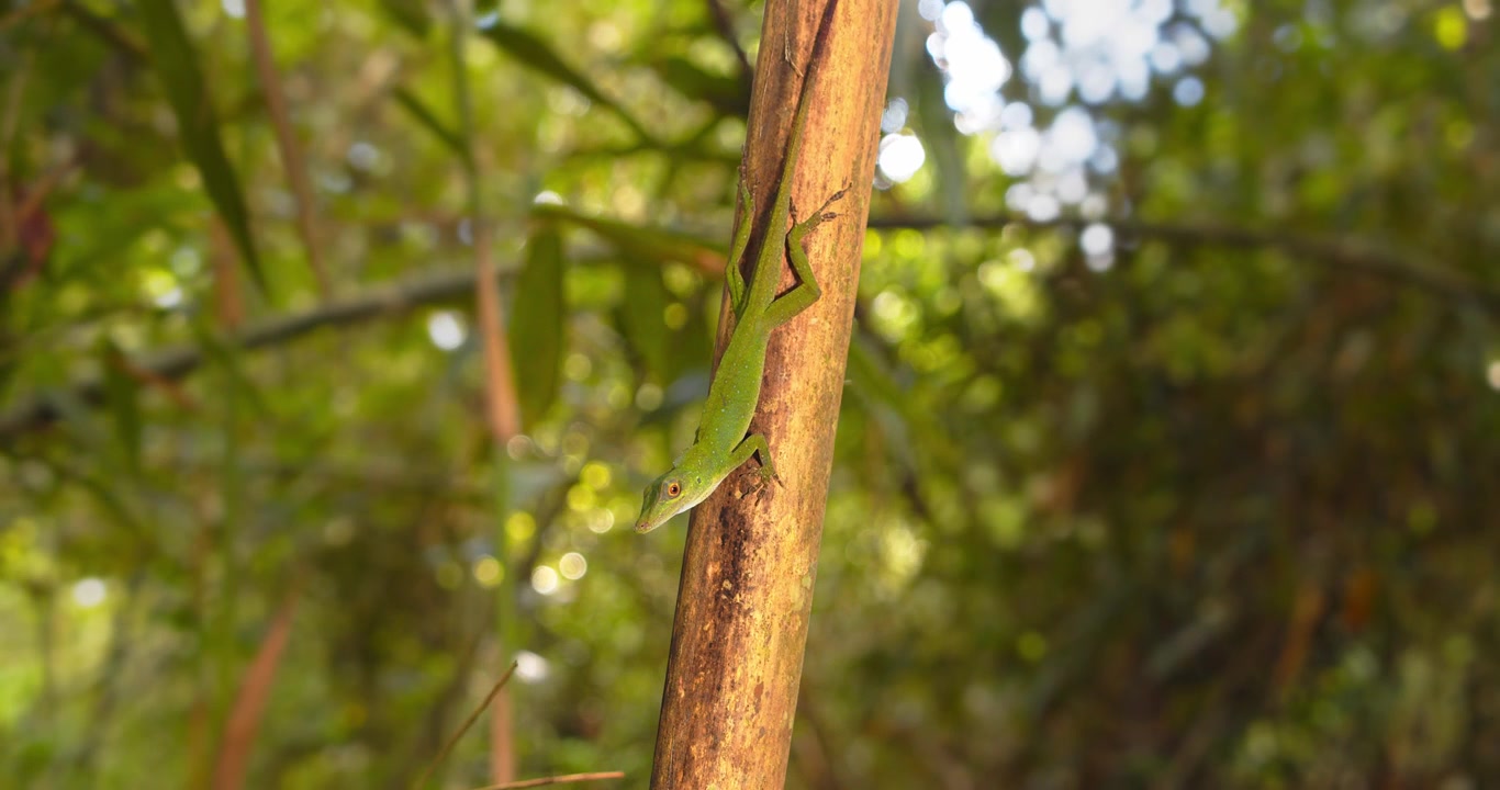 Anolis lizard on a tree trunk, camera circling it showing its long body and brilliant Green