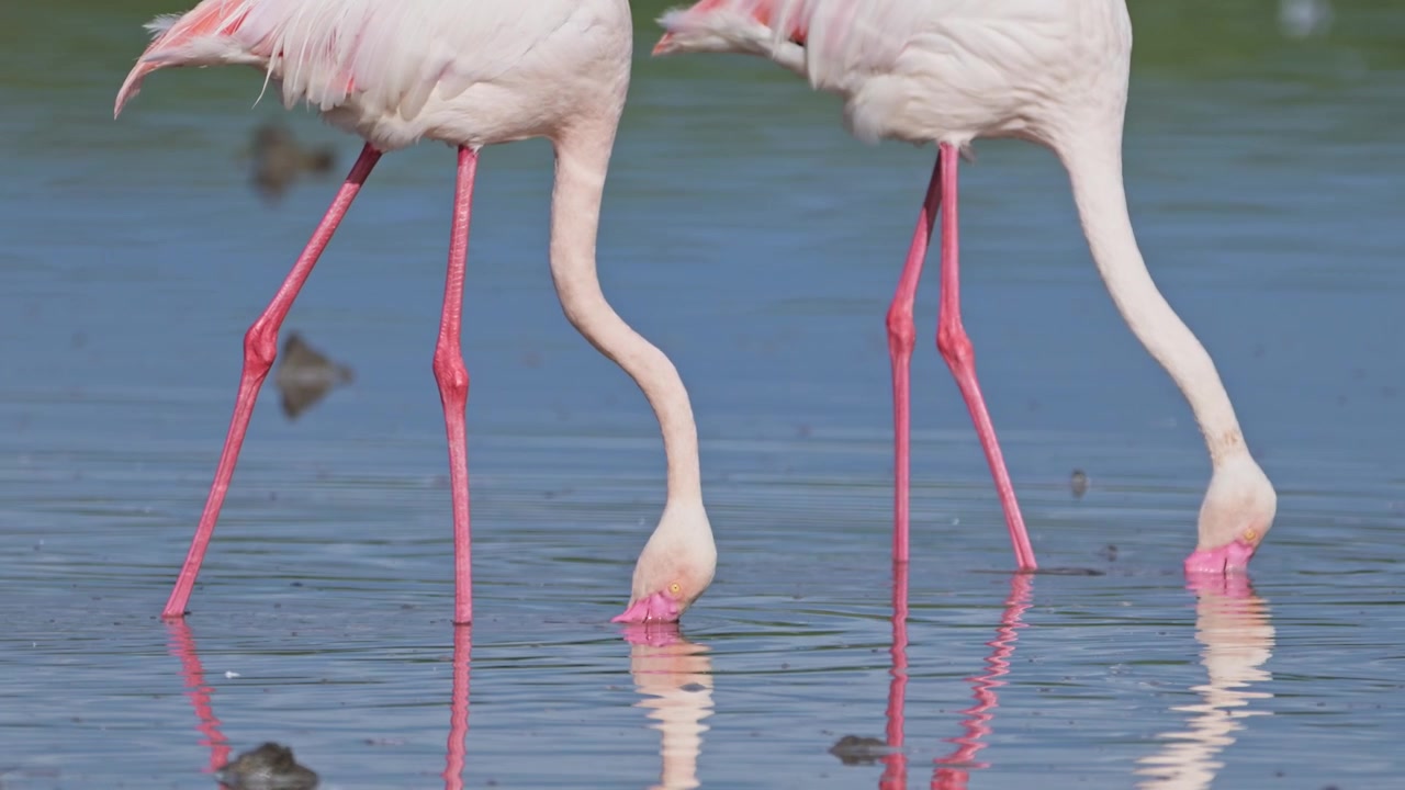 Gros plan au ralenti sur des flamants roses se nourrissant en Afrique, dans la zone de conservation du Ngorongoro en Tanzanie, au lac Ndutu du parc national de Ndutu, lors d'un safari animalier africain, montrant des flamants roses dans l'eau