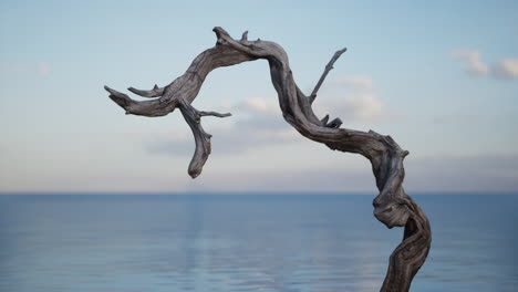 driftwood on the beach