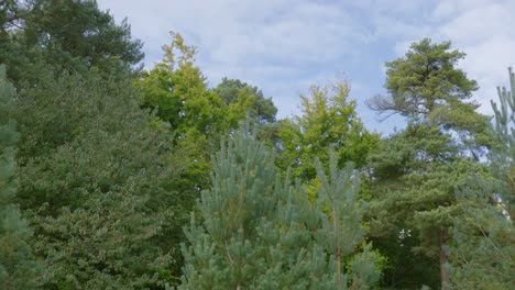green forest with tall trees
