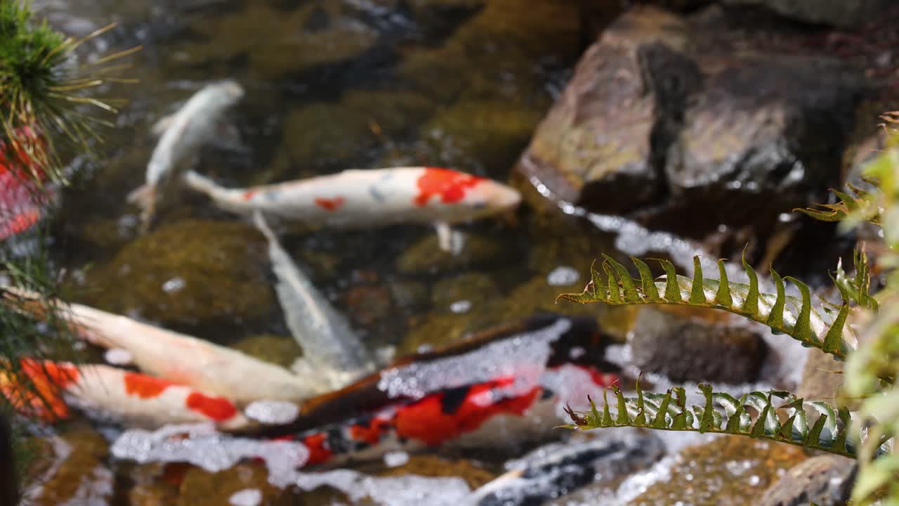 다채로운 코이 물고기가 물 속에서 우아하게 미끄러집니다.
