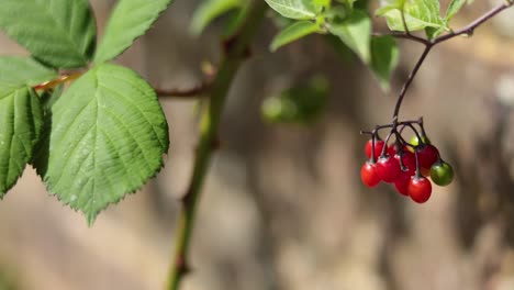 close-up of bittersweet berries on a plant