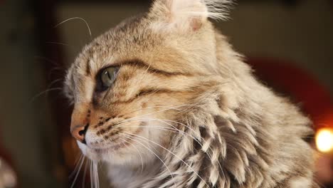 profile view of a cat