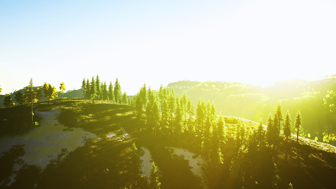 Sunlight bathes tranquil hills adorned with towering pine trees at dawn