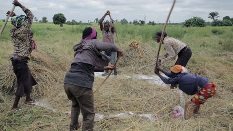 farmers harvesting rice by threshing the stalks; beating the rice with sticks to loosen the grains