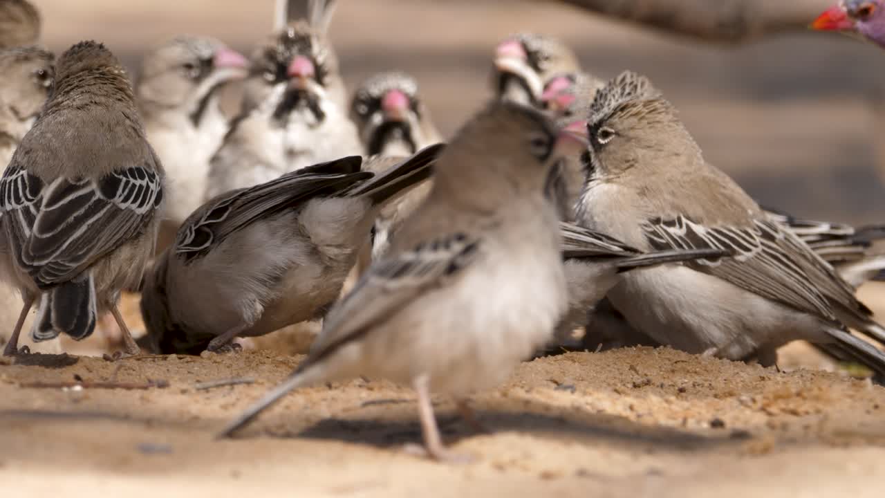 una bandada de pinzones de plumas escamosas y un pico de cera de orejas violetas se reúnen en un pozo de agua en sudáfrica