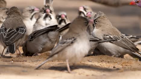 a flock of scaly feathered finch and a violet eared waxbill gather at a waterhole in south africa