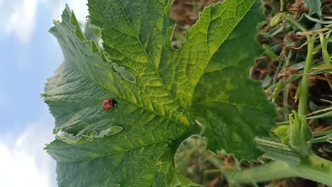 vertical close-up of a ladybug resting on a slightly moving pumpkin leaf