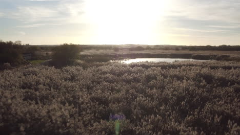 Low-aerial-view-drifting-over-reeds-and-a-duck-pond-at-sunset-in-Stodmarsh-nature-reserve,-Kent,-UK-managed-by-natural-England