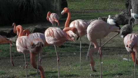 flamencos rosados en un parque