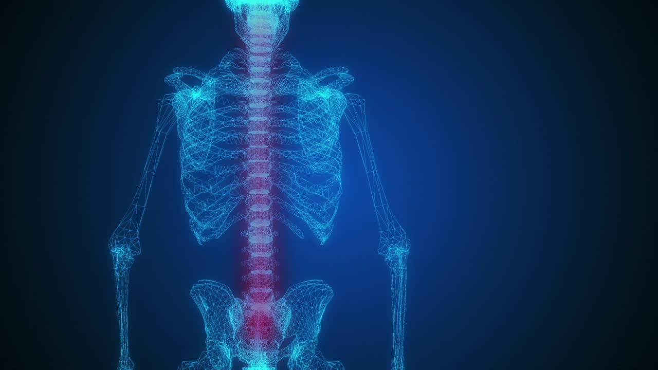 Skeleton Wireframe with Spine Highlighted