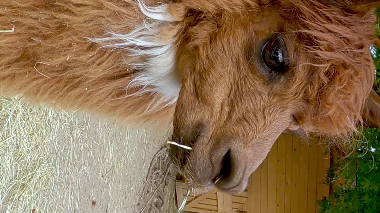 retrato de una alpaca en formato vertical