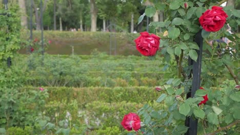 red roses in a park
