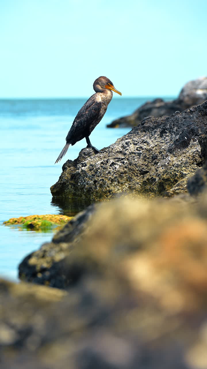 Cormorano di profilo su una costa rocciosa. Vista laterale di un cormorano in piedi sulle rocce vicino all'acqua calma dell'oceano a Key West.