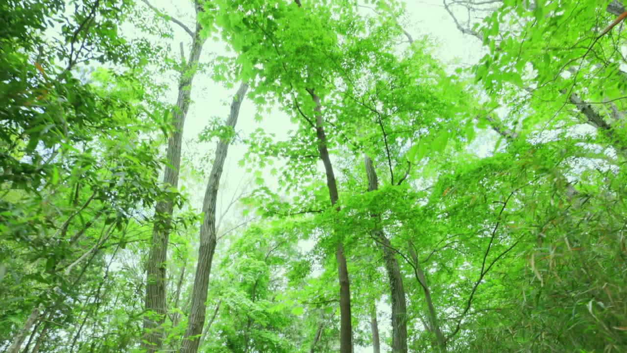 밝은 초록색의 봄 식물