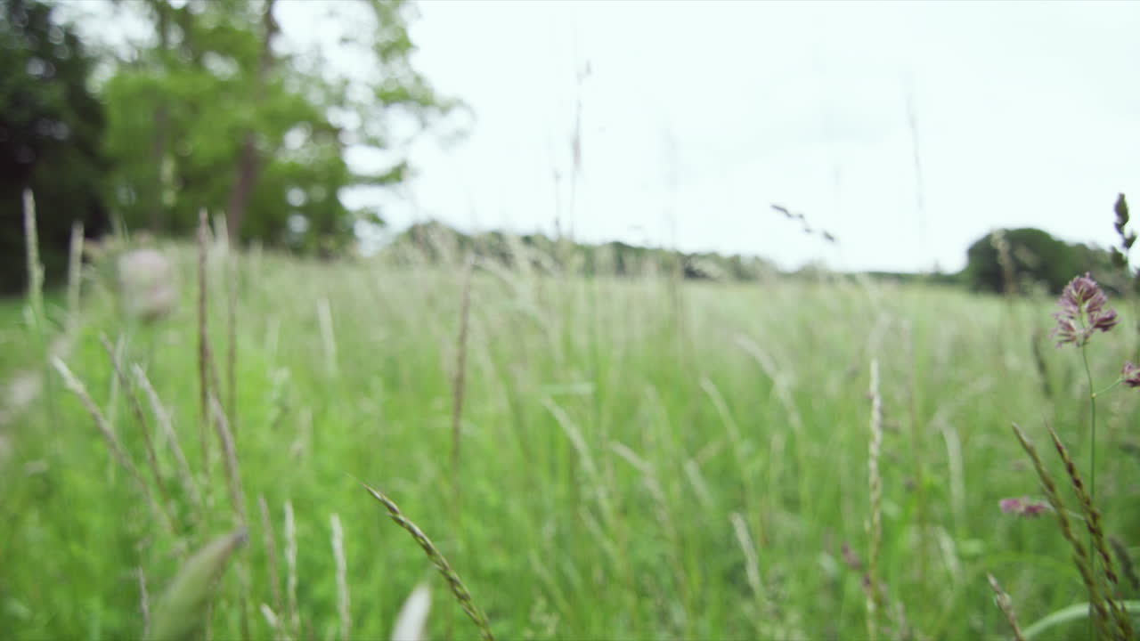 시골 시골을 따라 있는 천연 녹색 초원 위에 봄 아침 동안 만발한 다채로운 야생 꽃의 전망을 가까이서 감상하십시오.