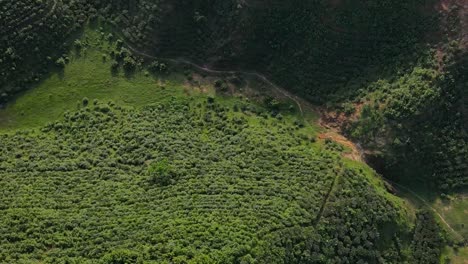 vista aérea de pájaro del estado del té de sylhet en bangladesh, bosque verde, día